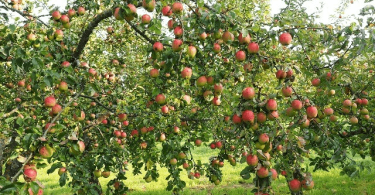 HOgyan lehet csökkenteni az öreg almafa magasságát? alacsonyra metszett almafa