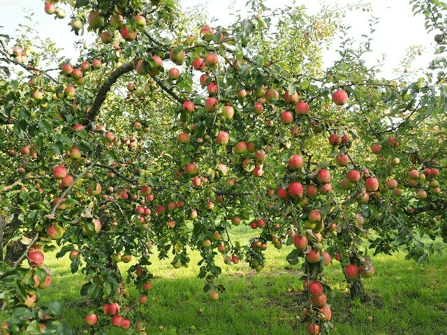 HOgyan lehet csökkenteni az öreg almafa magasságát? alacsonyra metszett almafa